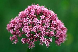 beneficios de la valeriana