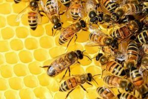 abejas como remedio natural