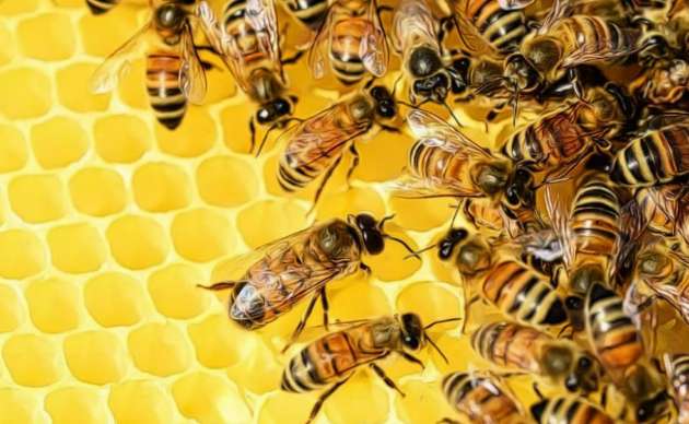 abejas como remedio natural