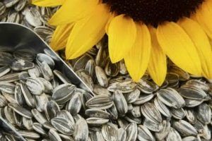 beneficios de las semillas de girasol