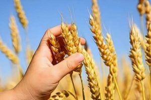 sintomas de la celiaquía