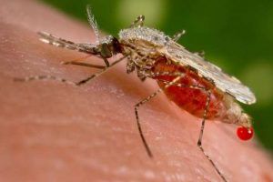 tratamientos para el paludismo