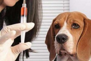 tratamientos para la rabia