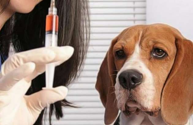 Tratamiento Eficaz Contra Las Infecciones De Rabia – YGGD