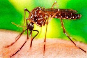 tratamientos para el virus zika